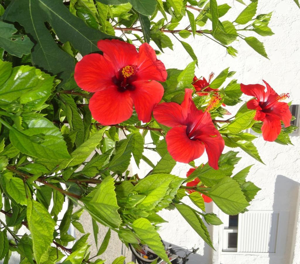 Elia Mare Apartment Mastichari  Dış mekan fotoğraf